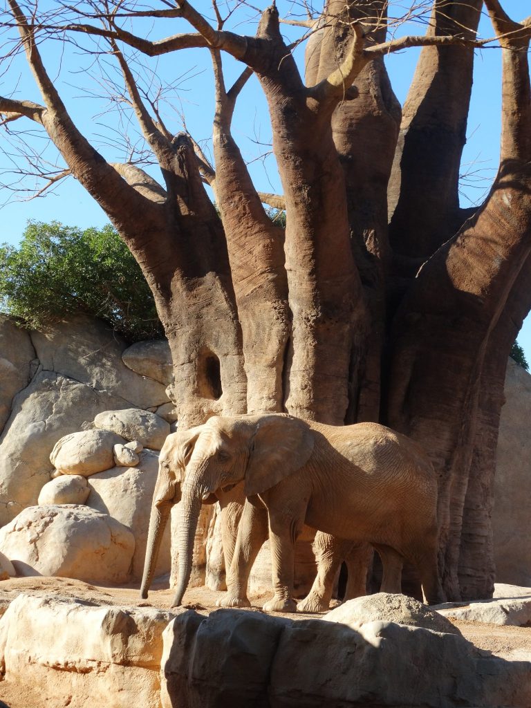 Bioparc. Valencia, Comunidad Valenciana