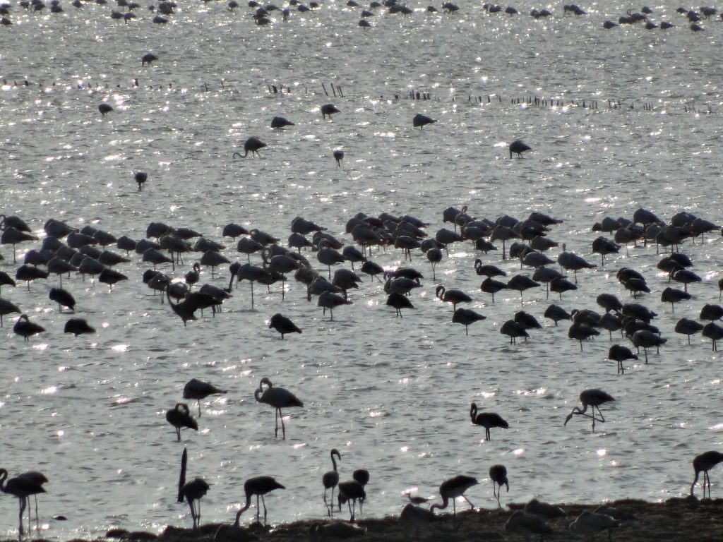 Las salinas de Cagliari