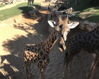 BIOPARC VALENCIA. Familias numerosas -15%